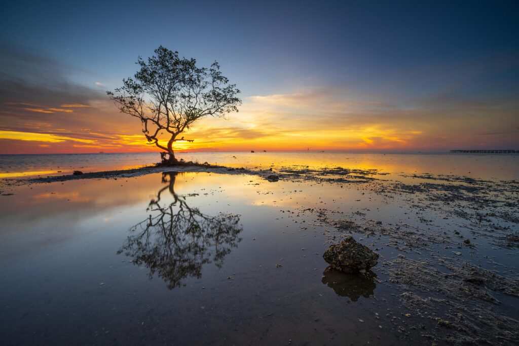 pexels-photo-4776128-4776128 Captivating sunset over Makassar with a solitary tree reflected in still water, creating a serene atmosphere.